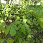 Aesculus parviflora Hoja