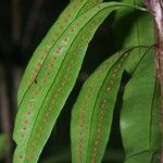 Microgramma thurnii Leaf