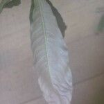 Quiina guianensis Leaf