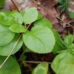 Orthilia secunda Leaf