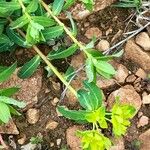 Euphorbia flavicoma ফুল