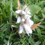 Zeuxine strateumatica 花