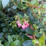 Vaccinium myrsinites 花