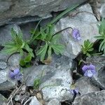 Viola pinnata Habit