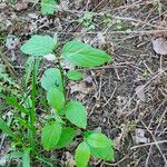 Cornus rugosa Ліст