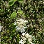 Viburnum lantanoides 花
