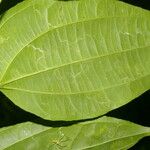 Cleidion castaneifolium Leaf