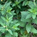 Aster ageratoides Leaf