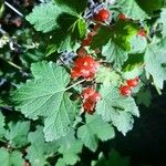 Ribes rubrum Fruit