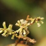 Monosis conferta Flor