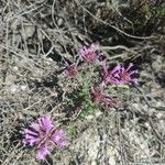 Thymus longiflorus Flower