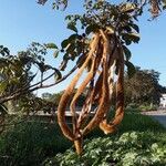 Handroanthus chrysotrichus Fruchs