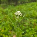 Parthenium integrifolium Yaprak