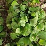 Claytonia rubra Blatt