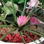Tillandsia guatemalensis Цвят