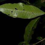 Ardisia opegrapha Leaf