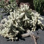 Cylindropuntia bigelovii عادت