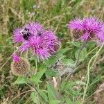 Centaurea pseudophrygia Flor