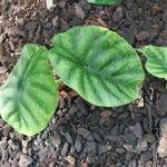 Alocasia clypeolata Hoja