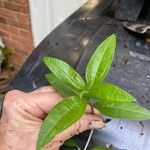 Helianthus angustifoliusLeaf