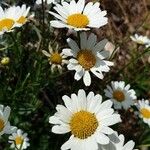 Leucanthemum graminifolium Flor