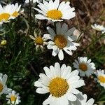 Leucanthemum graminifolium Цвят