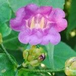 Strobilanthes attenuata Flower