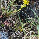 Saxifraga aizoidesLeaf