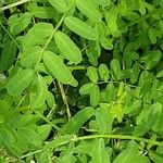 Coronilla varia Blatt