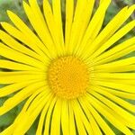 Doronicum plantagineumFlower