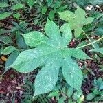 Merremia tuberosa Blad