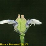 Nigella nigellastrum Virág