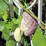 Aristolochia littoralis Blüte