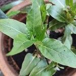 Mirabilis longiflora Leaf