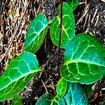 Pyrola picta Leaf