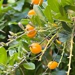 Duranta erecta Mbuma