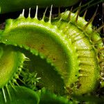 Dionaea muscipula Blad