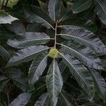 Castanea mollissima Folha