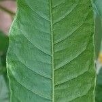 Solanum bahamense Hoja