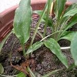 Aspidistra lurida List