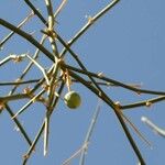 Capparis decidua Fruit