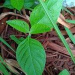 Ruellia geminiflora Лист