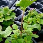 Ageratum houstonianum Habitus