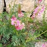 Onobrychis arenaria Květ