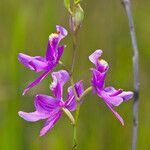 Calopogon tuberosus 花