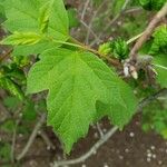 Viburnum macrocephalum 葉