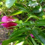 Rosa blanda Blomst