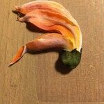 Erythrina fusca Çiçek