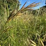 Bromus lanceolatus 果実