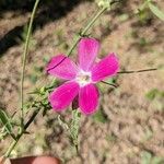 Callirhoe digitata Flower